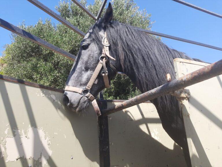 Άλογο στο Ηράκλειο