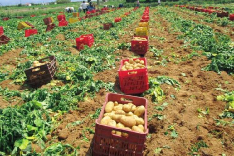 Συνεχίζεται η συγκομιδή πατάτας στο Νευροκόπι - Χωρίς εργάτες από τη  Βουλγαρία λόγω κλειστών συνόρων | KEDE NEWS