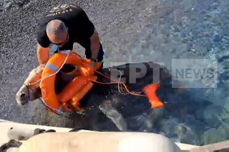 καρπαθος γαιδουρακια