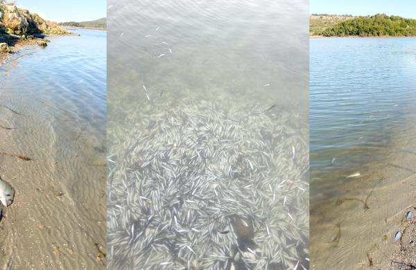 Δρέπανο Νεκρα ψαρια λιμνοθάλασσα