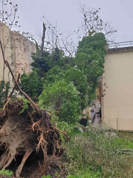 ξεριζώθηκε δέντρο στην Κέρκυρα