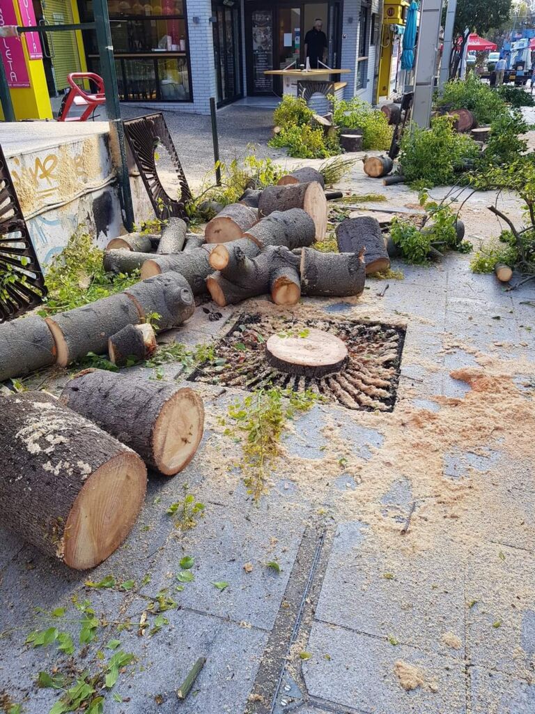 Παράνομη κοπή πεύκων στο Μαρούσι